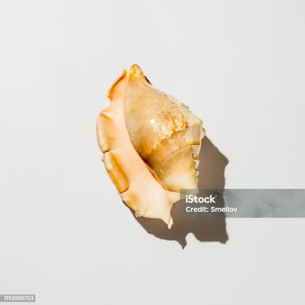 Wild Shell Shell On White Background Isolate Stock Photo - Download Image Now ...