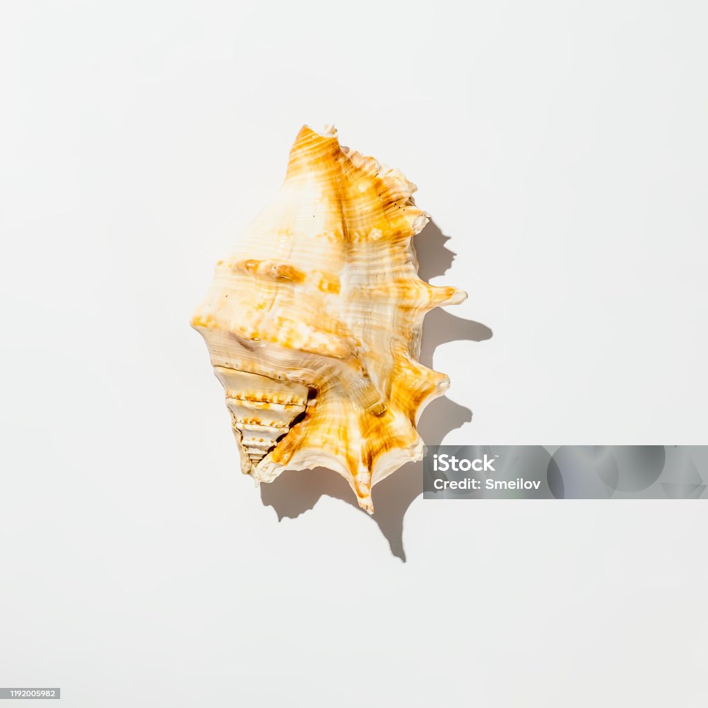 White Background Shell Shell On White Background Isolate Stock Photo - Download Image Now ...