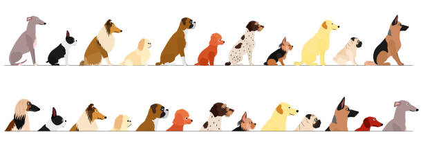ilustraciones, imágenes clip art, dibujos animados e iconos de stock de conjunto de vista lateral pequeño y grande perro frontera - dog sitting