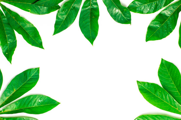istock Cassava leaves isolated on white background 1192005987