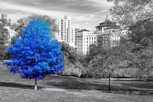 Blue tree in a black and white landscape scene in Central Park, New York City NYC