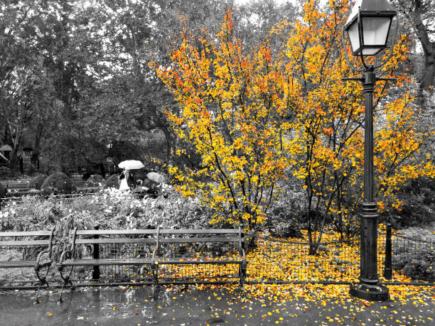 istock Yellow fall tree drops colorful leaves around an empty bench in a black and white cityscape in Washington Square Park, New York City 1192006971