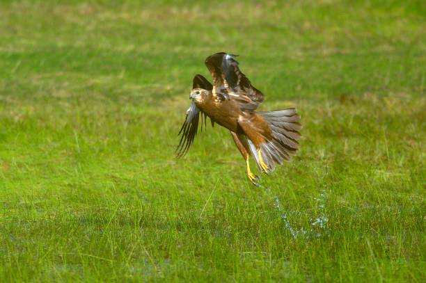istock A hawk was flying up from the green meadow (Eastern Marsh Harrier) 1192007771