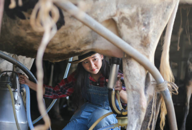 mujer agricultor a ordeñar una vaca en un pueblo. mujeres asiáticas agricultura y agricultura industria y concepto de ganadería - animal husbandry fotografías e imágenes de stock