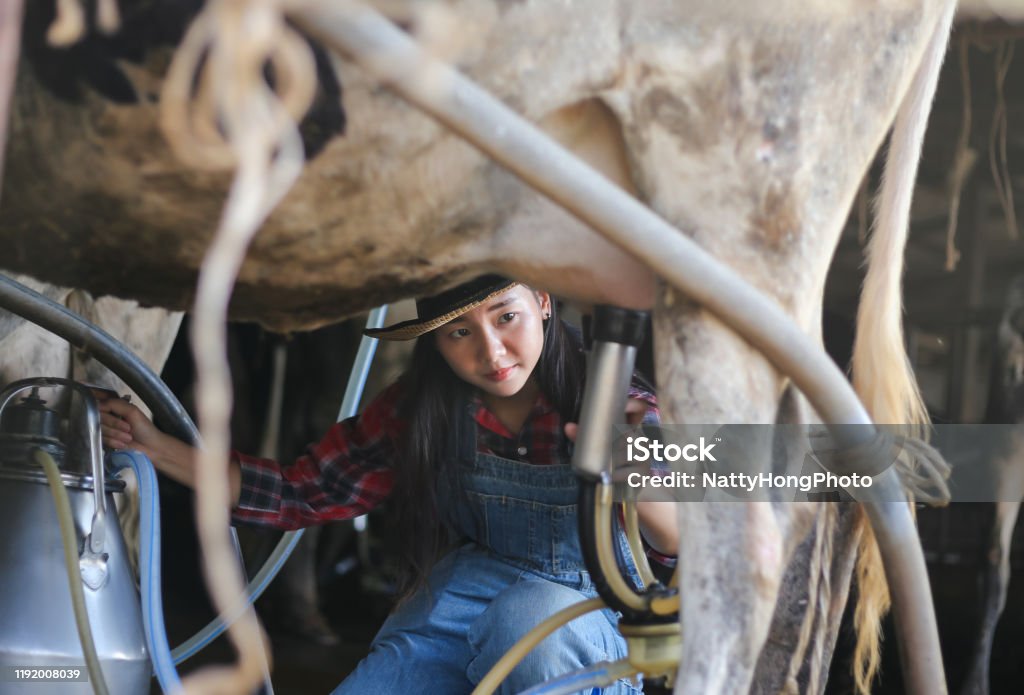 woman farmer milking a cow in a village.Asian women farming and agriculture industry and animal husbandry concept Asian women farming and agriculture industry and animal husbandry concept Dairy Farm Stock Photo