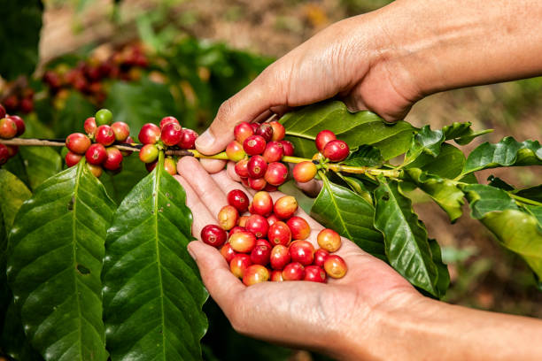 istock Robusta, Arabica, coffee berries, coffee beans 1192011064