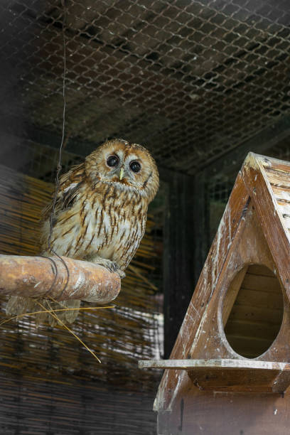 istock The tawny owl (Strix aluco) in the aviary. 1192011678
