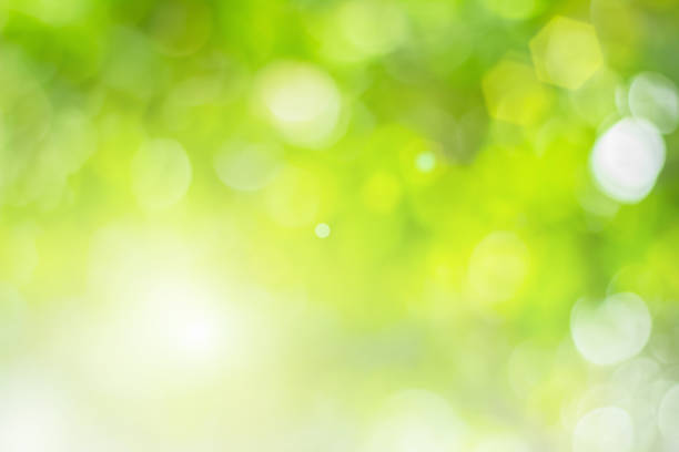 istock Natural spring blurred green leaves background. Create light soft blurred colors in bright sunshine. Green bokeh abstract glitter light background. Focus texture from nature forest fresh shiny growth. 1192012590