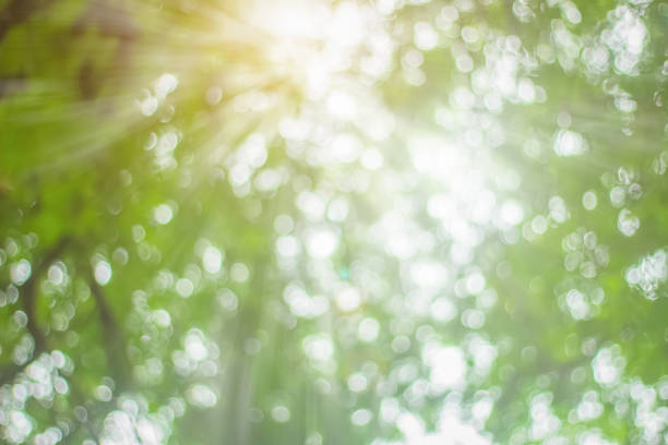 istock Natural spring blurred green leaves background. Create light soft blurred colors in bright sunshine. Green bokeh abstract glitter light background. Focus texture from nature forest fresh shiny growth. 1192012592