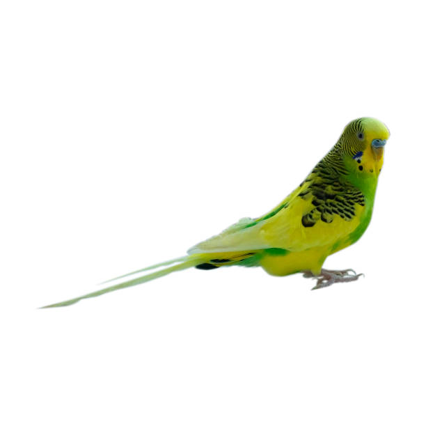 istock yellow-green male budgerigar on a white background 1192012634