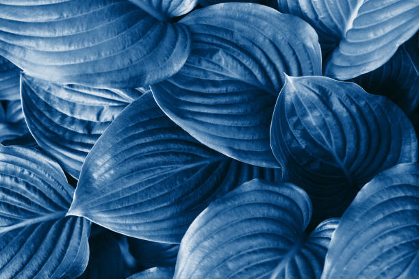 istock The leaves of hosta toned in blue. 1192012727