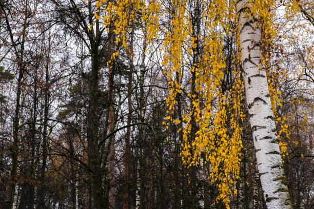 wiszące żółte liście brzozy białej na tle lasu. - 18801 zdjęcia i obrazy z banku zdjęć