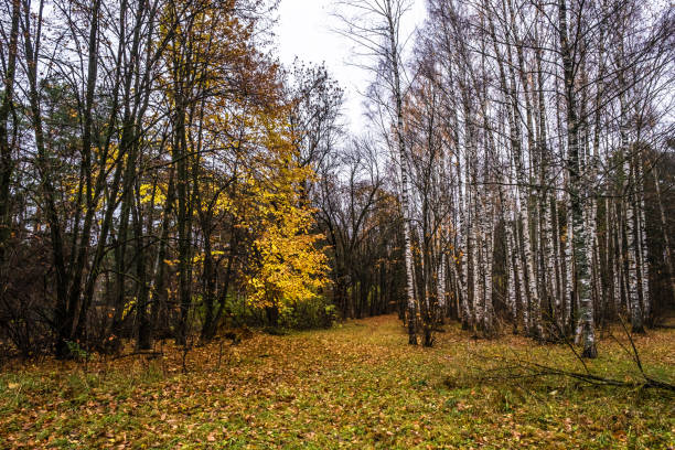 forêt d'automne avec des troncs blancs de bouleaux sans feuilles et feuilles jaune vif. - 18809 photos et images de collection