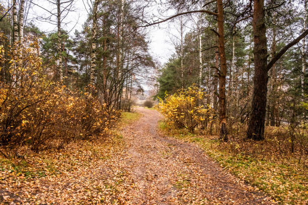 chemin couvert de feuilles jaune-orange dans une forêt d'automne mélangée. - 18813 photos et images de collection