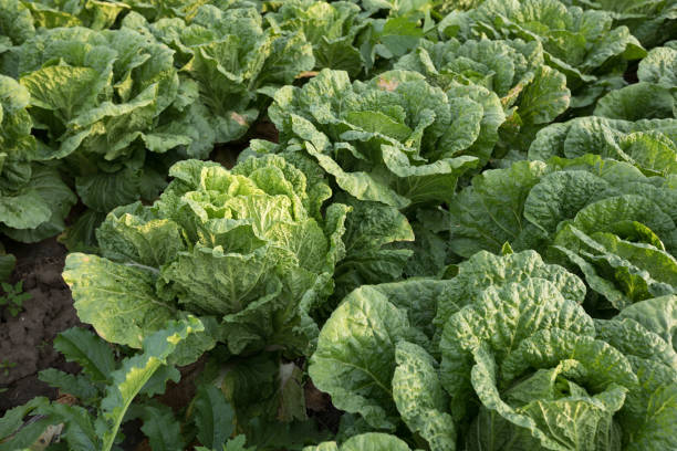 istock Chinese cabbage crop growing at field 1192013600