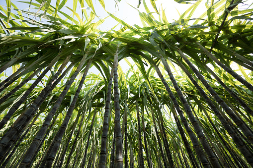 Sugarcane plants growing at field