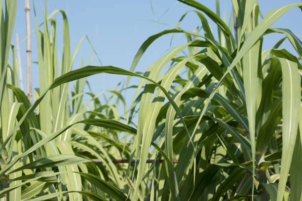 istock Sugarcane plants growing at field 1192014896