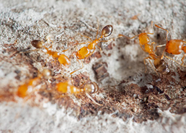 istock Macro Photo of Group of Tiny Ants Running on a Wall 1192014901