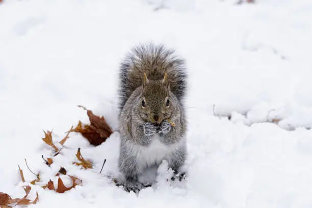 Fat eastern grey squirrel eating a nut and standing in snow in High Park, Toronto, Ontario, Canada