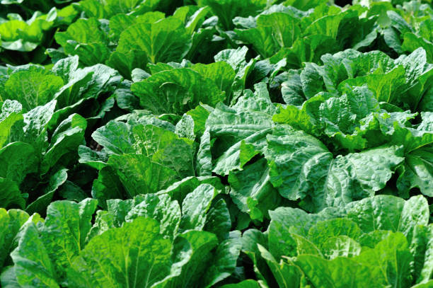 istock Chinese cabbage crops growing at field 1192021224