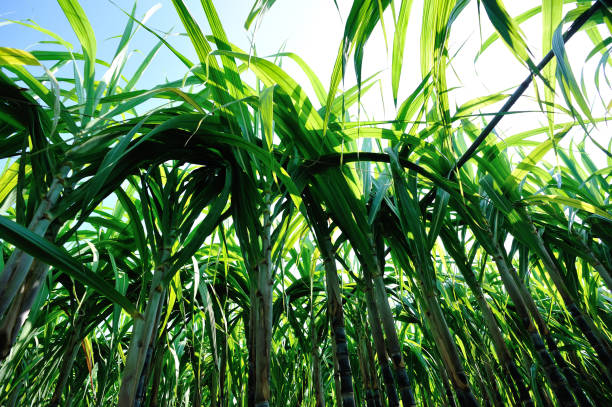 istock Sugarcane plants growing at field 1192022091