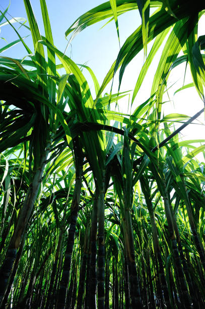 istock Sugarcane plants growing at field 1192022124