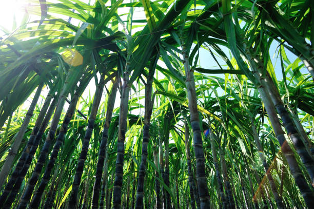istock Sugarcane plants growing at field 1192022131