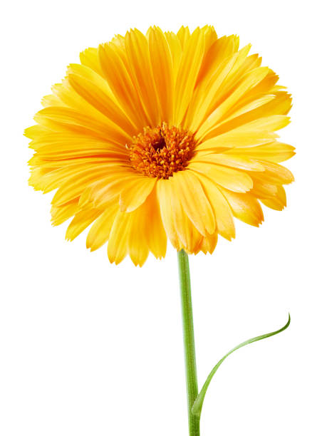 istock Marigold flower isolated 1192022318
