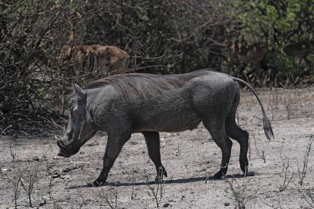 istock A common Warthog Phacochoerus africanus runs alone through thick bushes 1192023073