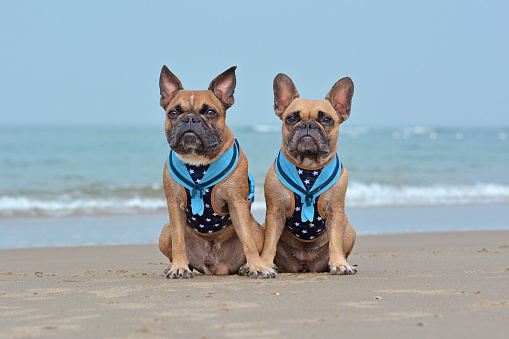 Dos perros Bulldog franceses marrones con arneses marítimos a juego con collares de marinero sentados en la playa en vacaciones photo