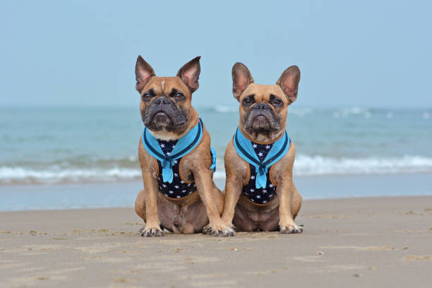 due cani bulldog francesi marroni che indossano imbracature marittime abbinate con collari da marinaio seduti sulla spiaggia in vacanza - dutch bulldog foto e immagini stock