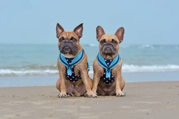 two french bulldogs on vacation