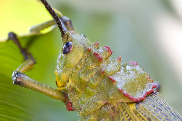 Locust on banana leaf stock photo