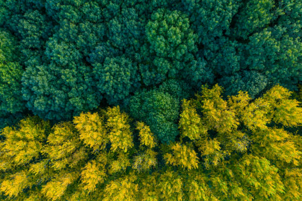 forêt contrastée - photo de drone - natural woods photos et images de collection