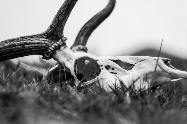 crâne - deer skull photos et images de collection