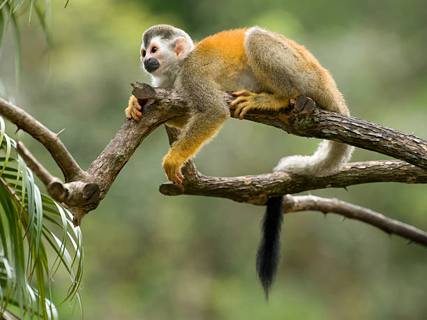 istock Squirrel monkey in a branch, Costa Rica 119202829