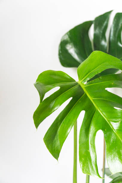 istock Indoor Plants Monstera Deliciosa Cheese Plant 1192028562