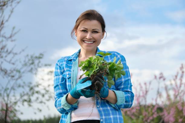 イチゴの茂みを持つ庭の道具を持つ手袋の女性。 - strawberry plant bush cultivated ストックフォトと画像