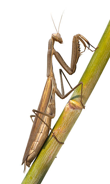 brown mantis (isolated, clipping path) stock photo