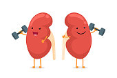 istock Cute cartoon smiling healthy kidney character with dumbbells. Human anatomy genitourinary system internal organ giving advice to keep active and doing sports vector illustration 1192036538