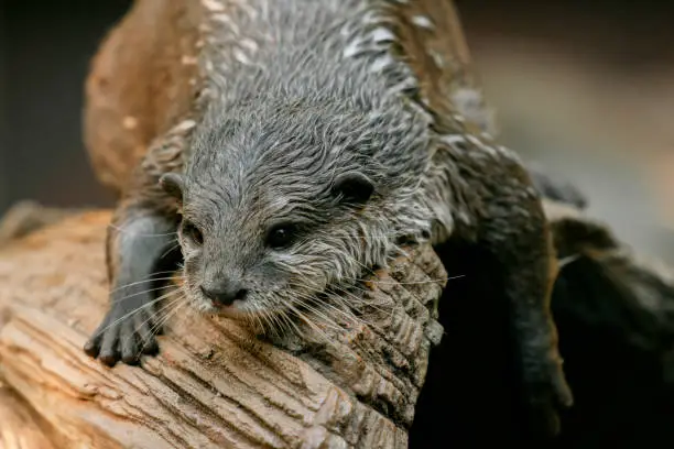 Very cute Asian Small-clawed otter closeup