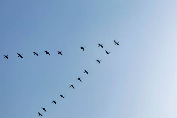 istock migratory birds in the sky 1192044602