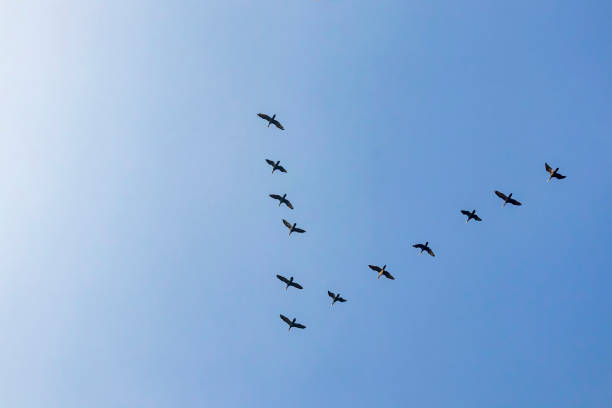 istock migratory birds in the sky 1192044961