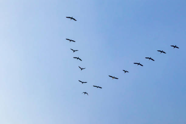 istock migratory birds in the sky 1192045070