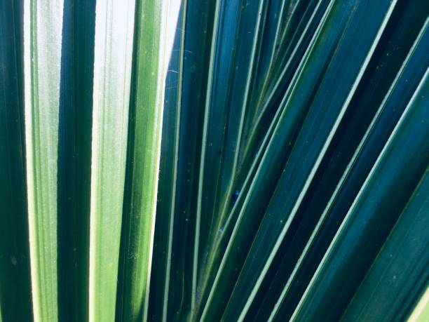 istock The leaves of the coconut tree 1192046492