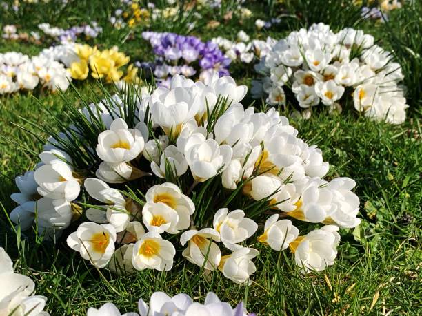 istock High Angle View Of White Crocus Flowers On Field 1192046910