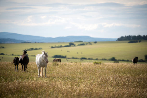 istock Horses in the pasture 1192047221