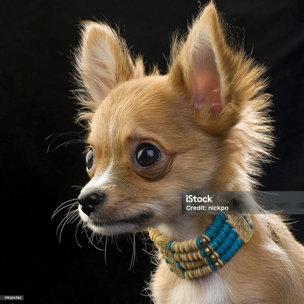 chihuahua szczeniaka z kością różańca Portret - Zbiór zdjęć royalty-free (Biały)