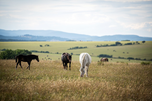 Thuringia, Germany: Three horses in the pasture in a summer evening.