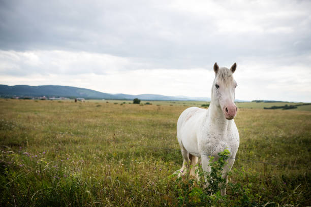 Thuringia, Germany: A white horse in the pasture in a summer evening.